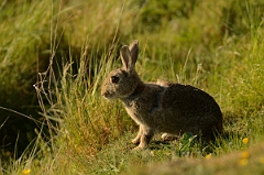 David Plant Photography - Wildlife Photography - Rabbit - A